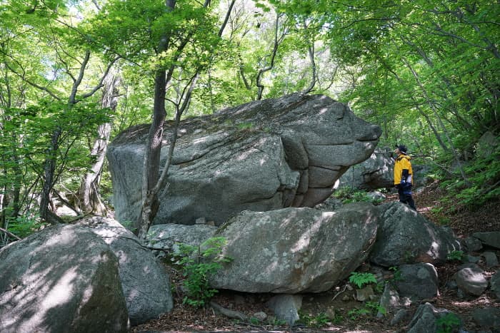 소백산 국망봉  돼지바위 사진 1